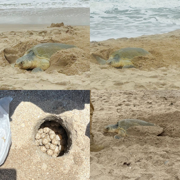 Supera Tamaulipas los 222 mil huevos de tortuga lora protegidos